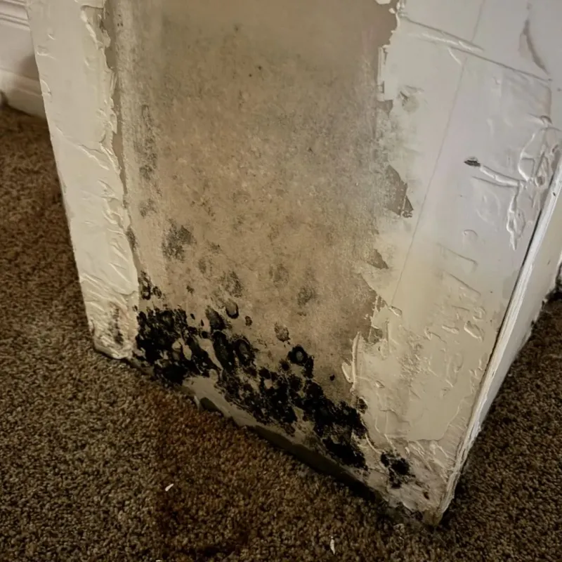 Professional Mold Removal in Mount Olive, AL